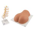 图像引导下的腰椎穿刺训练模型, 8000890 [3011955], 解剖模型组合