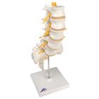 Lumbar Spinal Injection Set, 8000890 [3011955], Simulation Starter Kits (Small)