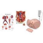 Catheterization Kits, 8000892 [3011958], Anatomy Sets