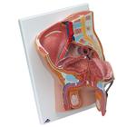 Male Catheterization Pro Set, 8000894 [3011959], Simulation Starter Kits (Small)