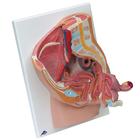 Female Catheterization Pro Set, 8000895 [3011960], Simulation Starter Kits (Small)