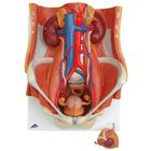 Entrenador de inyecci&oacute;n lumbar guiada por im&aacute;genes P65, 8000896 [3011964], Kits de simulaci&oacute;n (Small)