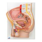 Entrenador de inyecci&oacute;n lumbar guiada por im&aacute;genes P65, 8000898 [3011965], Kits de simulaci&oacute;n (Small)