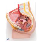Female Catheterization Basic Set, 8000899 [3011966], Simulation Starter Kits (Small)