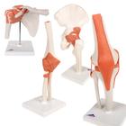 Anatomy Set Joints, 8000832, Ízületi modellek