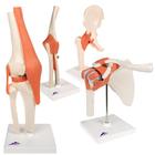 Anatomy Set Joints Luxury, 8000834, Joint Models