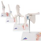 Anatomy Set Mini Joints, 8000835, Ízületi modellek