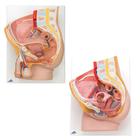 Anatomie Set Becken, 8000837, Genital- und Beckenmodelle