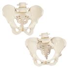 Anatomy Set Bone Pelvis, 8000838, Nemi szerv és medence modellek