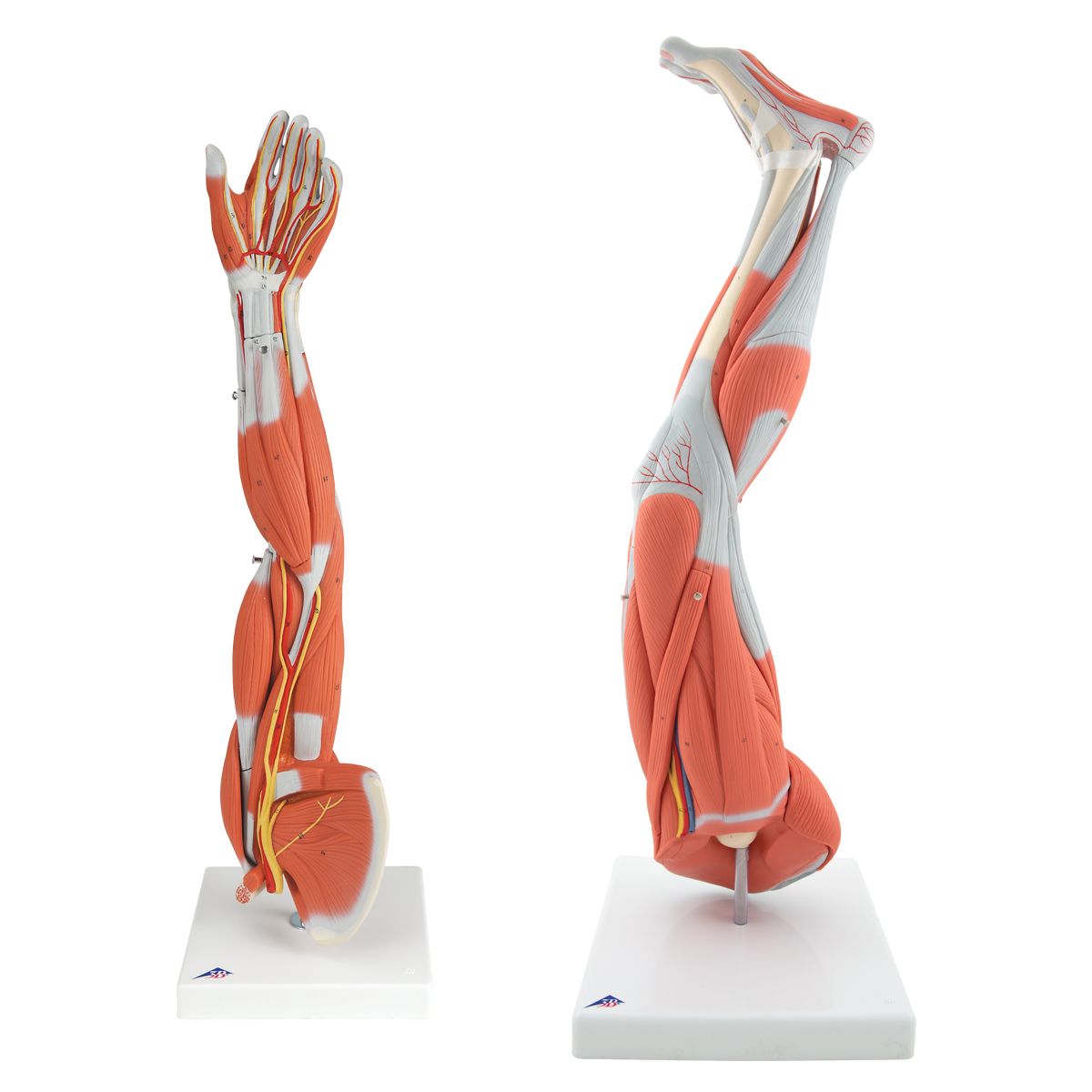 3B Smart Anatomy 3B Scientific Menschliche Anatomie Beinmuskel Modell kostenloser Anatomiesoftware 9-teilig