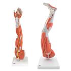 Anatomie Set Muskelmodell Arm & Bein, 8000841, Muskelmodelle