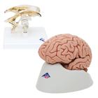 大脑和脑室解剖模型套装, 8000842, 解剖模型组合