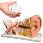 Conjuntos de Anatomia orelha, 8000844, Modelos de conjuntos de Anatomia