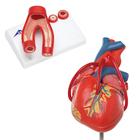 Anatomie Set Herz, 8000845, Herz- und Kreislaufmodelle
