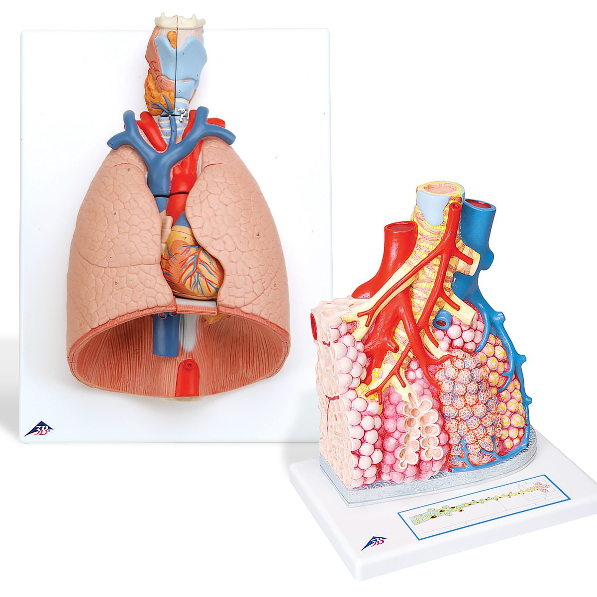 Produktbild von Iplusmile Human Body Model, Atemwege Lunge Modell, Medizinische