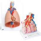 肺解剖模型套装, 8000846, 肺模型