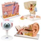 Anatomy Set Senses, 8000847, Fül-orr-gégészeti modellek