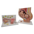 Anatomy Set Pregnancy, 8000848, Terhességi modellek