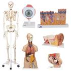 School Set, 8000901, Anatomie Sets