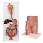 Digestive, 8000907, Set di anatomia