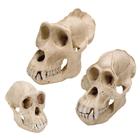 灵长类动物颅骨模型套装, 8000909, 解剖模型组合