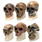 人类学颅骨模型套装, 8000911, 解剖模型组合