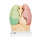 Wearable Auscultation and Standardized Patient Set "Advanced Lab" with BHS, 8000998, Simulation Starter Kits (Small)