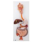 Wearable Auscultation and Standardized Patient Set "Advanced Lab" with BHS, 8000998, Simulation Starter Kits (Small)