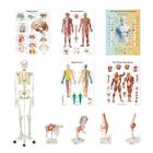 Anatomy Set Physio - Clinic (Spanish), 8001104, Modelos de conjuntos de Anatomia