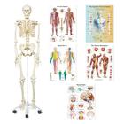 Anatomy Set Physio - Students (Spanish), 8001109, Modelos de conjuntos de Anatomia
