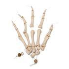 Unmontiertes halbes Skelett Modell, Knochen von Hand & Fu&szlig; auf Nylon, lebensgro&szlig;, 1020156 [A04/1], Unmontierte Skelette (Small)
