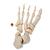 Disarticulated Half Human Skeleton Model, Loosely Articulated Hand & Foot - 3B Smart Anatomy, 1020156 [A04/1], Disarticulated Human Skeleton Models (Small)