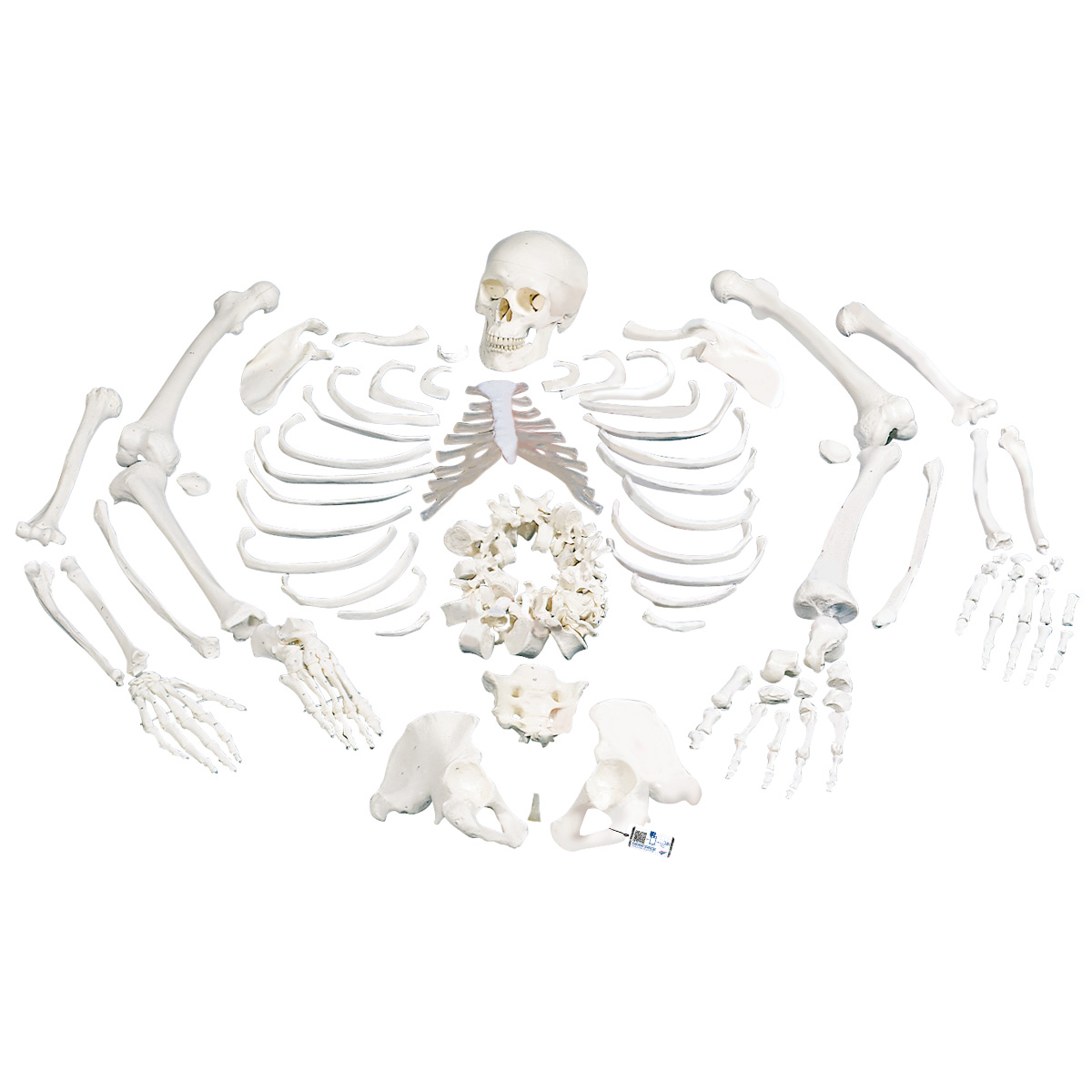 3B Scientific Adult Human Skeleton - includes 3B Smart Anatomy:Education