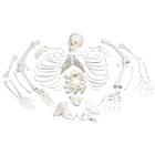 İskelet, montajı yapılmamış, 3 parçalı komple kafatasıyla - 3B Smart Anatomy, 1020157 [A05/1], Montaji yapilmamis iskelet