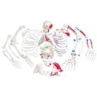 Раскрашенная модель целого скелета, разобранного, с разметкой мышц, с черепом из 3 частей - 3B Smart Anatomy, 1020158 [A05/2], Разборные модели скелета