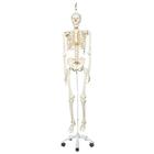 Menschliches Skelett Modell "Stan", lebensgroß, an Metallhängestativ mit Rollen - 3B Smart Anatomy, 1020172 [A10/1], Skelette lebensgroß