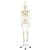 Squelette Stan A10/1 sur pied d'accrochage métallique avec 5 roulettes - 3B Smart Anatomy, 1020172 [A10/1], Modèles de squelettes humains taille réelle (Small)