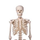 Модели скелета человека