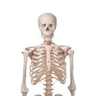 Menschliches Skelett Modell "Stan", lebensgro&szlig;, an Metallh&auml;ngestativ mit Rollen, 1020172 [A10/1], Skelette lebensgro&szlig; (Small)