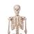 Stan骨骼轮式5脚悬挂支架 - 3B Smart Anatomy, 1020172 [A10/1], 全副骨骼架模型 (Small)