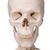 Squelette Stan A10/1 sur pied d'accrochage métallique avec 5 roulettes - 3B Smart Anatomy, 1020172 [A10/1], Modèles de squelettes humains taille réelle (Small)