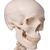 "Stan" A10/1 csontváz, 5-ágú fém függeszthető állvánnyal, 1020172 [A10/1], Életnagyságú csontváz modellek (Small)