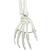 전신골격모형 “Stan"
Skeleton Stan A10/1 on metal hanging stand with 5 casters, 1020172 [A10/1], 실물 크기 골격 모형 (Small)