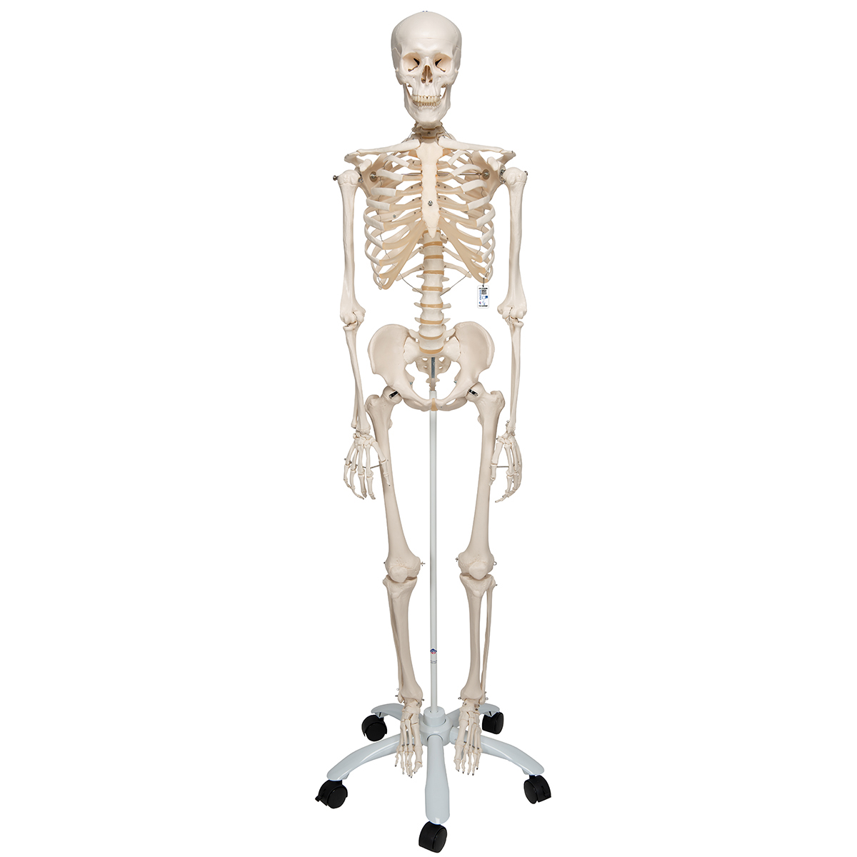 Menschliches Hand Skelett Lebensgroß Anatomie Modell Lehrmodell mit Ständer 