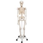 Menschliches Skelett Modell "Stan", lebensgroß, auf Metallstativ mit Rollen - 3B Smart Anatomy, 1020171 [A10], Skelette lebensgroß
