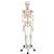 Esqueleto Stan A10, sobre apoio de 5 pés de rodinha, 1020171 [A10], Modelo de esqueleto - tamanho natural (Small)