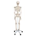 Menschliches Skelett Modell "Stan", lebensgro&szlig;, auf Metallstativ mit Rollen, 1020171 [A10], Skelette lebensgro&szlig; (Small)