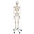 Squelette Stan A10 sur pied métallique avec 5 roulettes - 3B Smart Anatomy, 1020171 [A10], Modèles de squelettes humains taille réelle (Small)