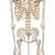 Esqueleto Stan A10, sobre apoio de 5 pés de rodinha, 1020171 [A10], Modelo de esqueleto - tamanho natural (Small)