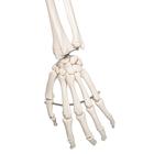 Human Skeleton Model Stan, 1020171 [A10], Skeleton Models - Life size (Small)